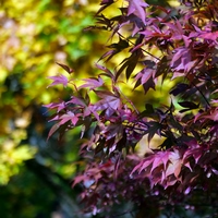 Photo de belgique - Le jardin botanique de Meise